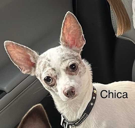 Photo of Chica