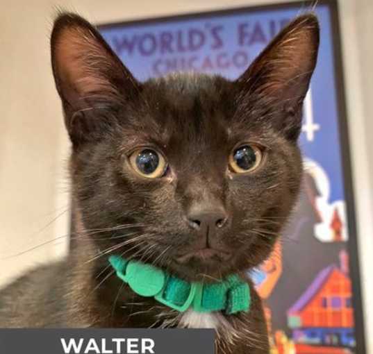 Photo of Walter