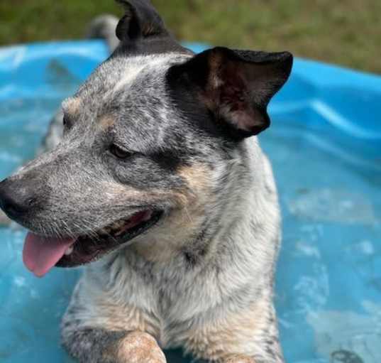 Photo of Pepper