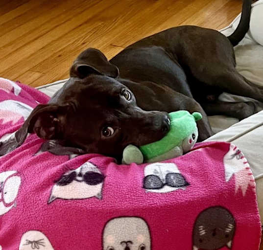 Photo of Cooper