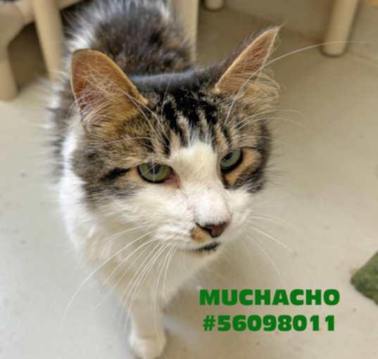 Photo of Muchacho