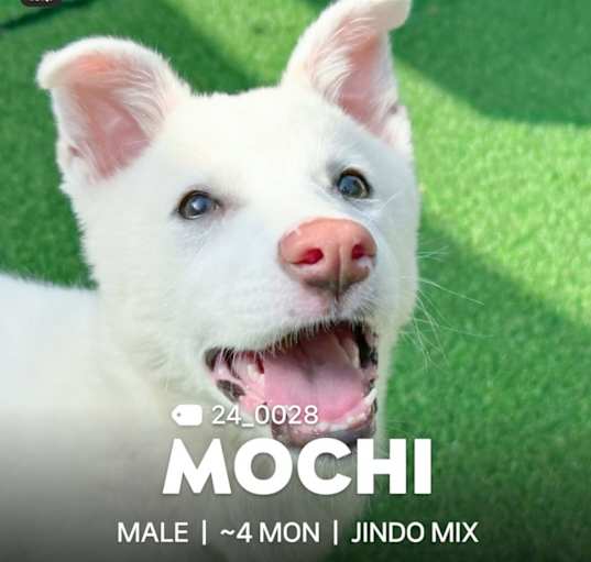 Photo of Mocchi