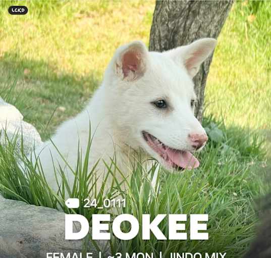 Photo of Deokee