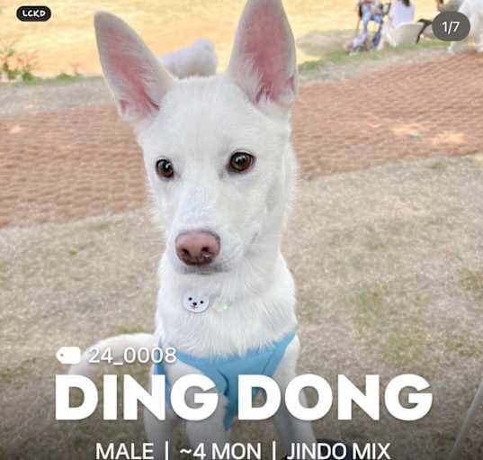 Photo of DING DONG [띵동]