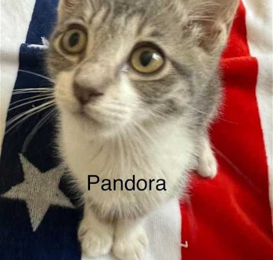 Photo of Pandora