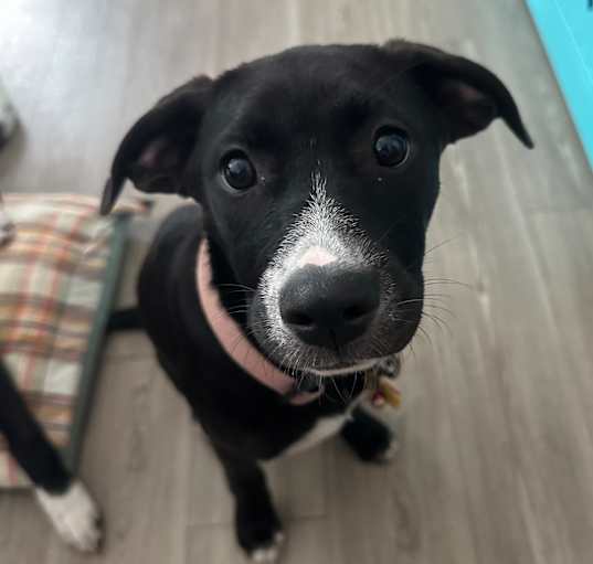 Photo of Athena