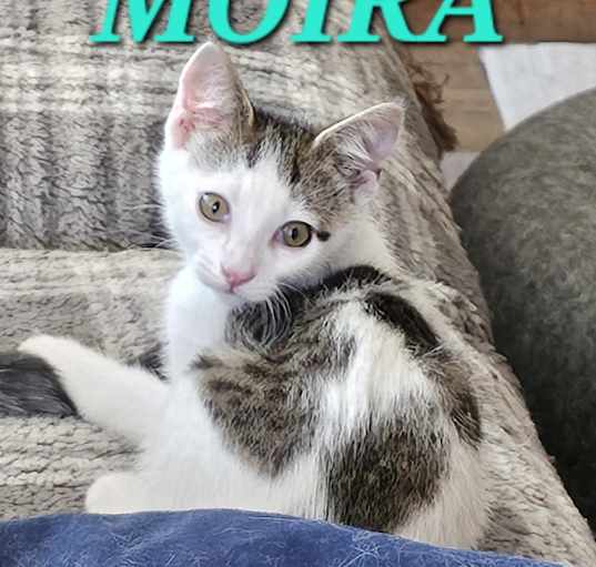 Photo of Moira