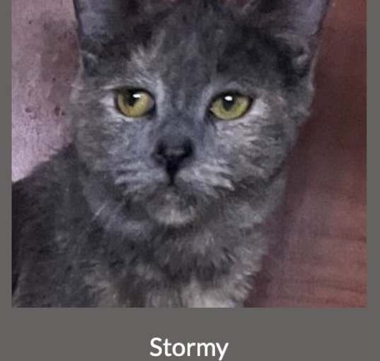 Photo of Stormy