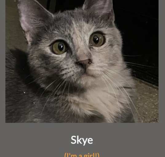 Photo of Skye