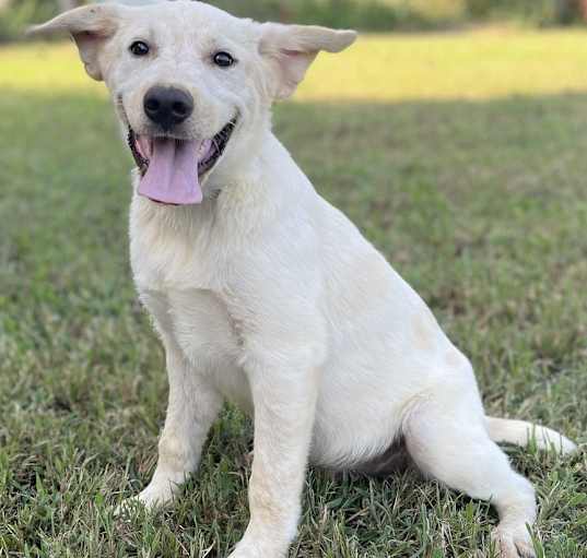 Photo of Falkor