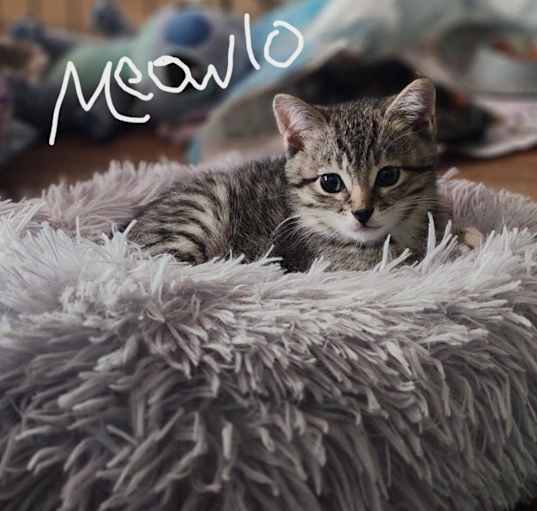 Photo of Meowlo