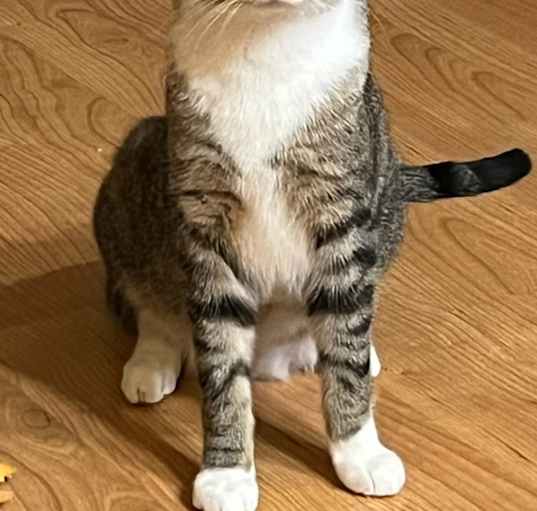Photo of Cheese *bonded With Crackers* *in Foster*