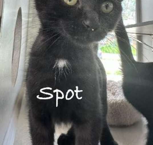 Photo of Spot