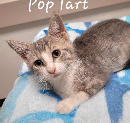 Photo of Poptart