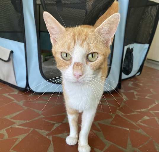 Photo of May-Barn Cat