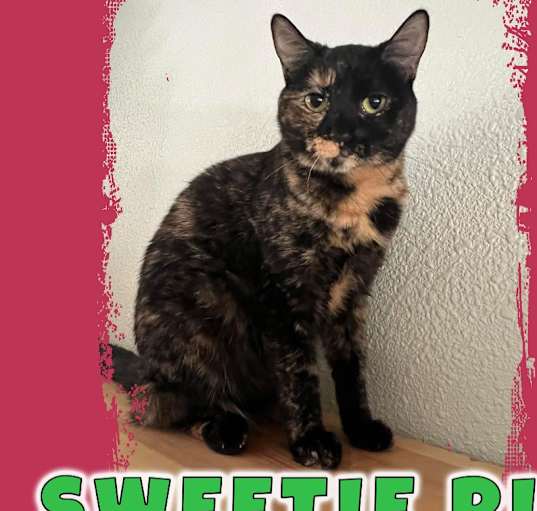 Photo of Sweetie Pie