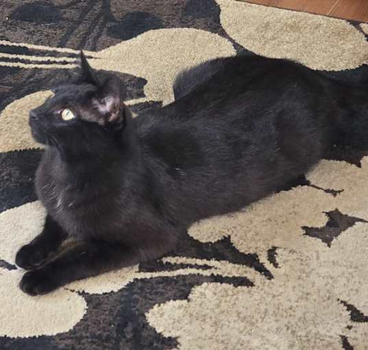 Photo of Cleo