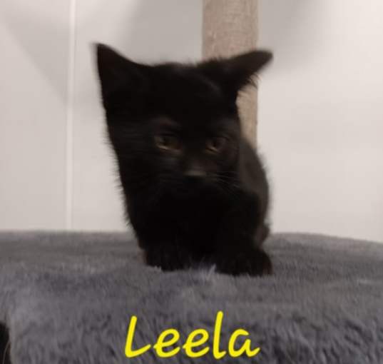 Photo of Leela (Needs a Kitten Friend)