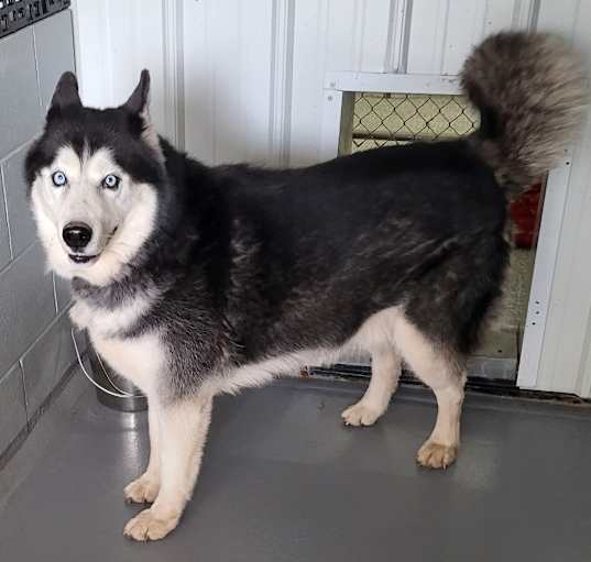 Photo of Zeek