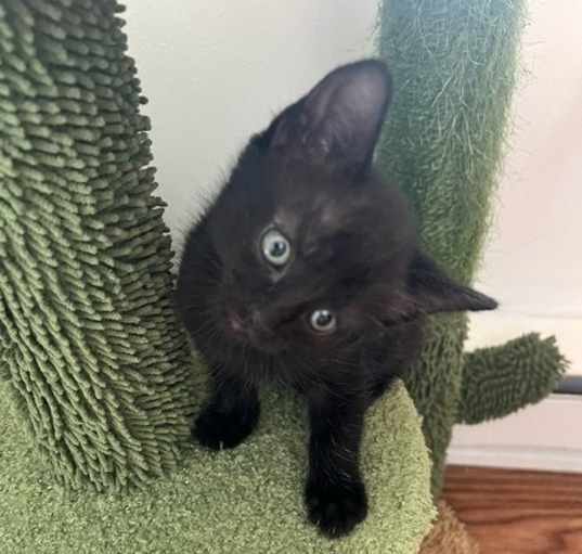 Photo of Bronx (little black panther)