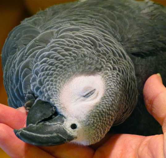 Photo of Chevy African Grey Avail 7 25