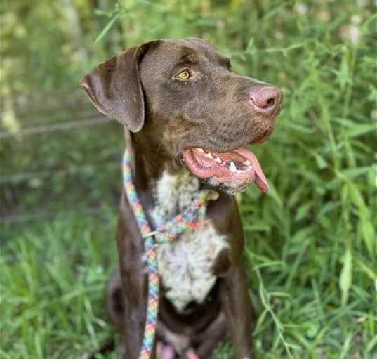 Photo of Bogey (MS)