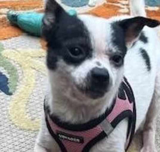 Photo of GiGi (GA)