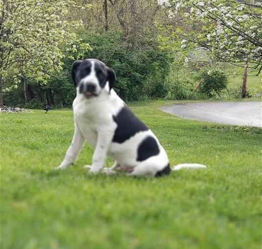 Photo of Panda (AL)