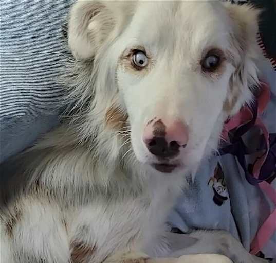 Photo of Riley (TN)