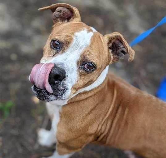 Photo of Spanky (SC)