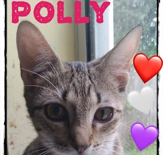 Photo of Polly