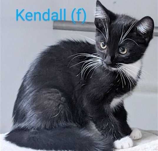 Photo of Kendall