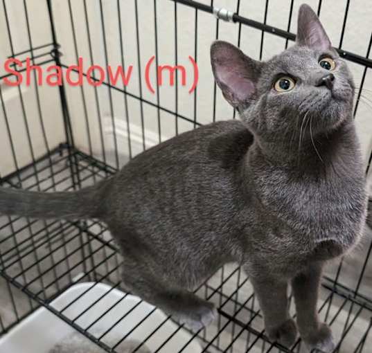 Photo of Shadow