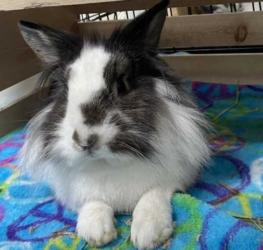 Photo of Brownie