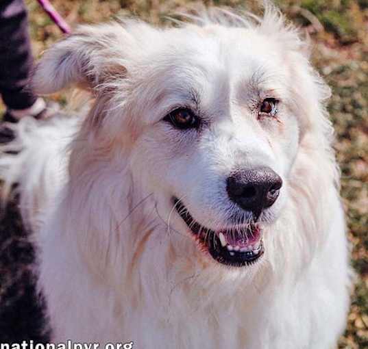 Photo of Maggie Magoo in CT - Loving, Playful & Goofy