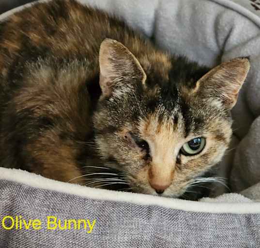 Photo of Olive Bunny