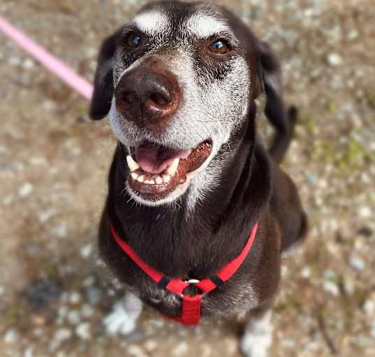 Photo of Remington