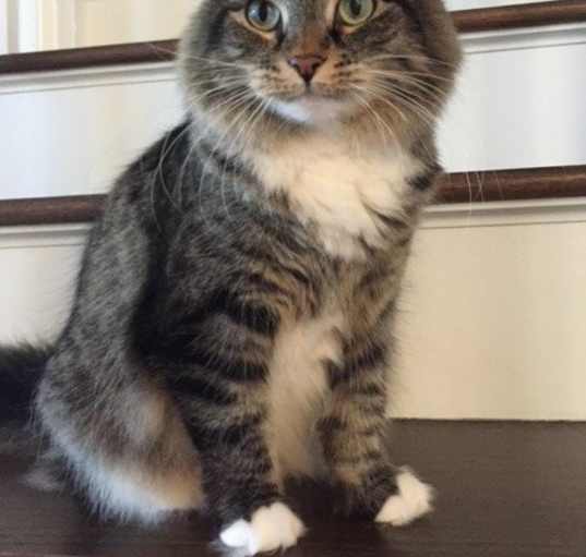 Photo of Abby - Courtesy Post