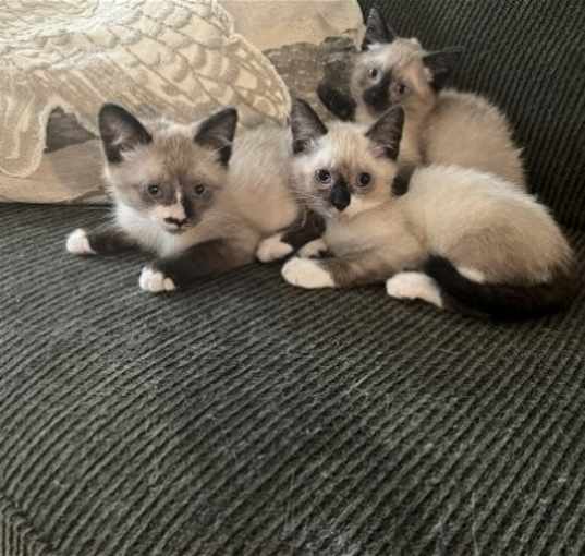 Photo of Kittens