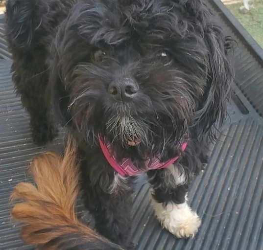 Photo of Adorable Petunia Lap puppy