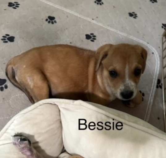 Photo of Babe Bessie