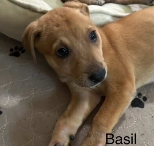 Photo of Babe Basil