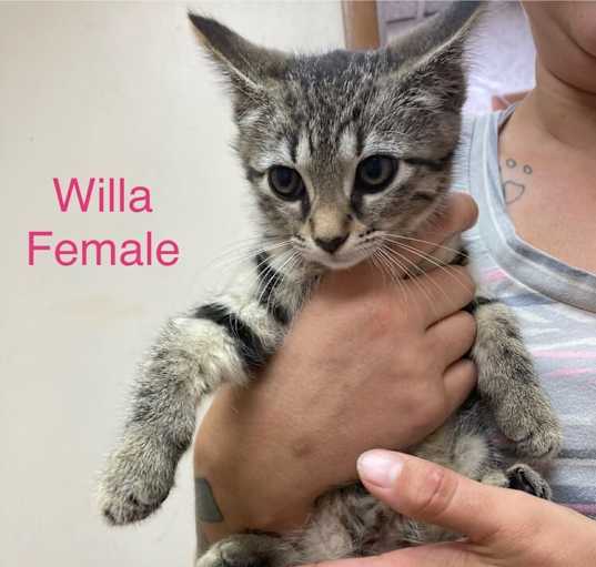 Photo of Willa