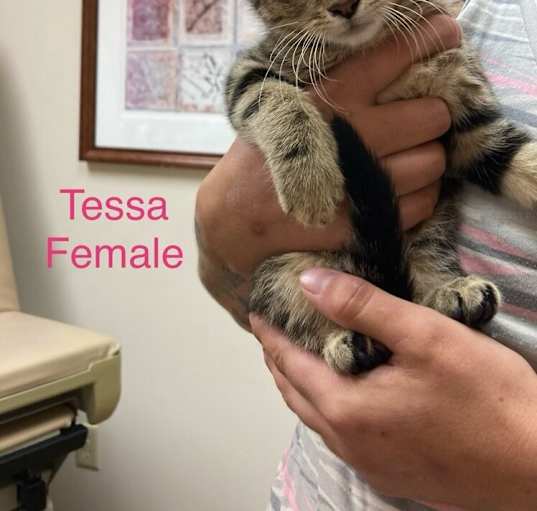 Photo of Tessa