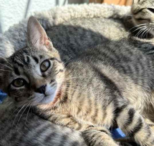 Photo of COUGAR - Top Gun kittens - Male