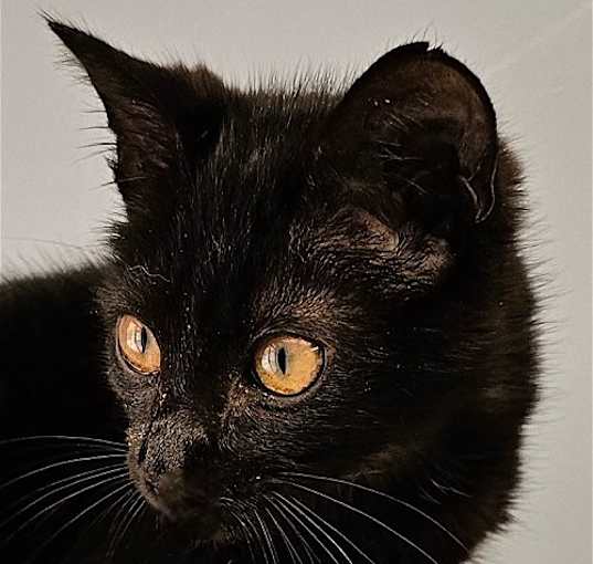 Photo of Midnight