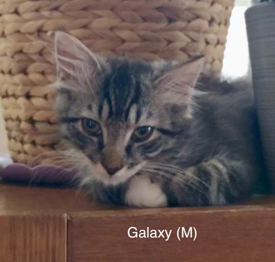 Photo of 63 - Galaxy