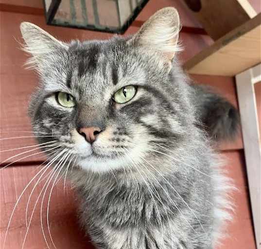 Photo of *Big Guy (Fluffy Gray & Tabby-M)