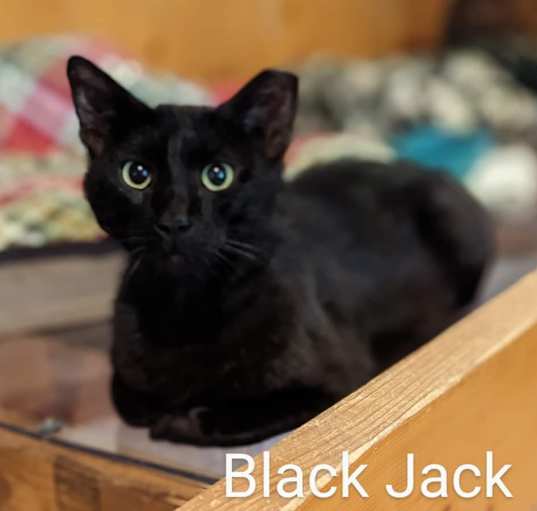 Photo of Black Jack