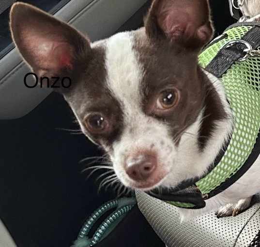 Photo of Onzo